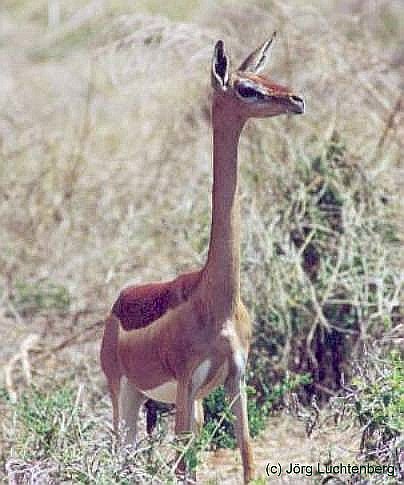 Gerenuk oder Giraffengazelle