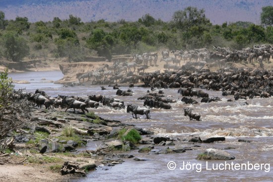 Gnus bei der Migration am Mara Fluss