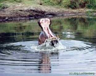 Flusspferd in Kenia